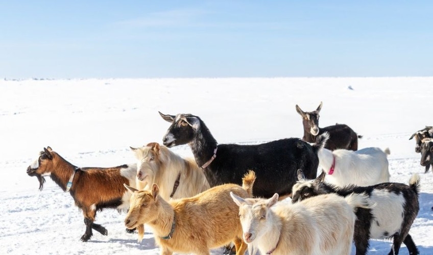 Goats running on snow