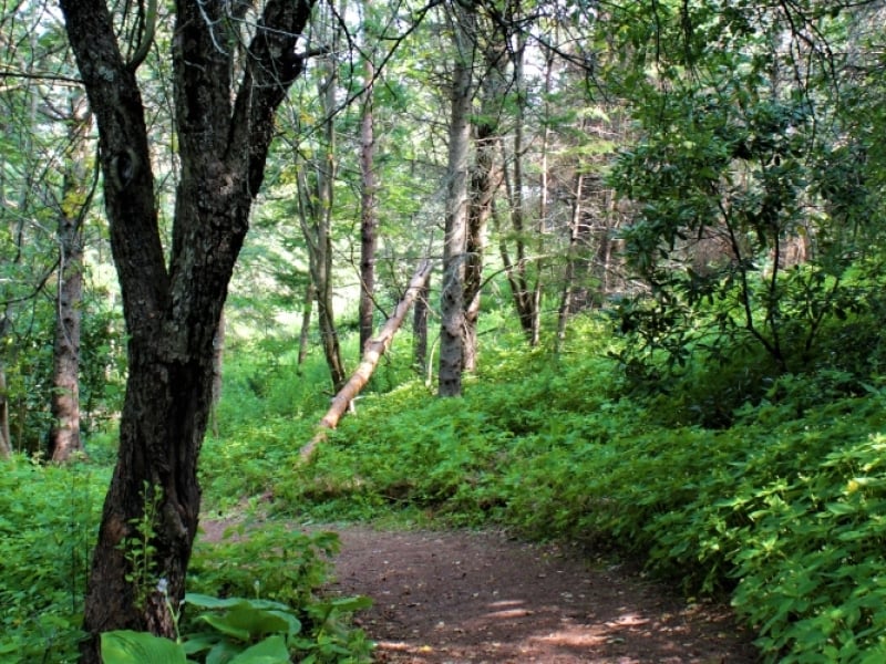 Forest and Nature Therapy Walks