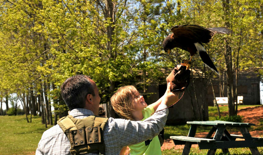 Fun with Falcons