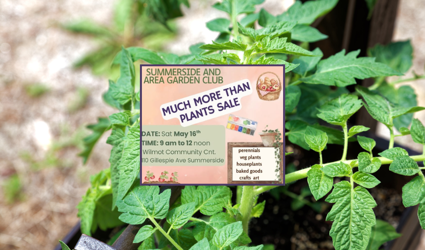 Much More Than Plants Sale