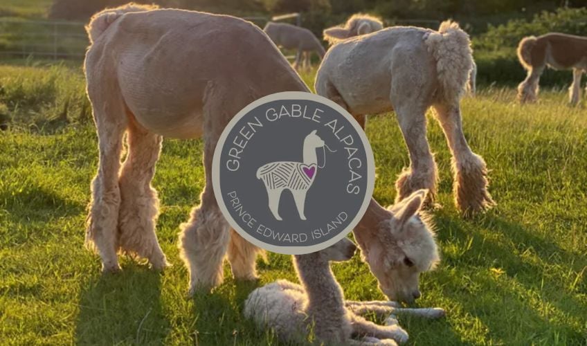 Alpaca Afternoons - August 12