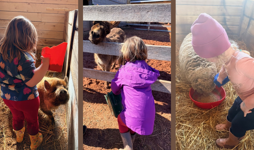 Hands & Hooves: An Animal Experience