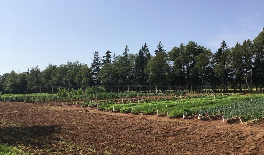 Vesseys Seeds Ltd