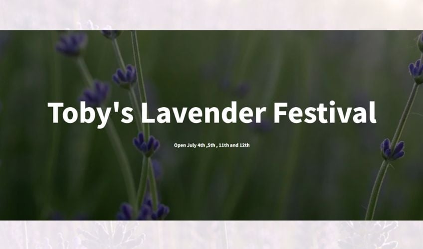 Toby's Lavender Festival