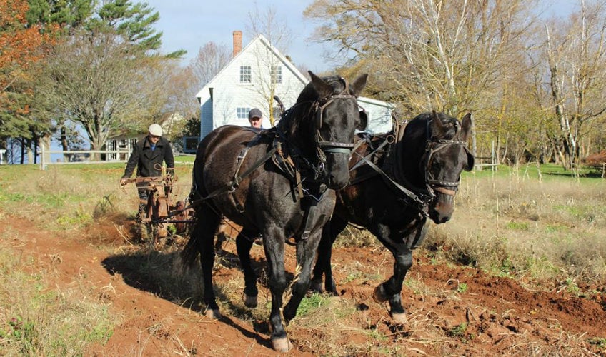 Victorian Harvest Feast