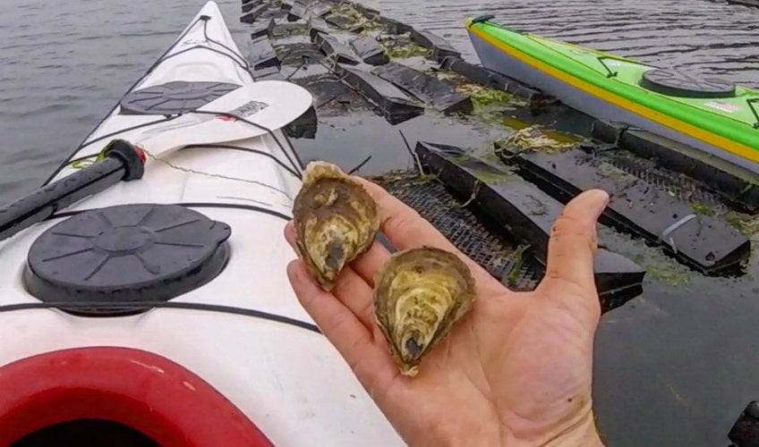 Oyster Lover's Kayak Experience