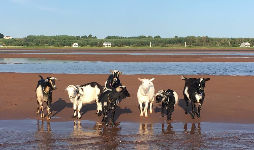 Beach Goats