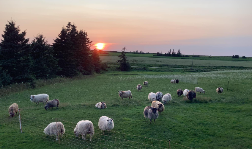Looms & Lambs