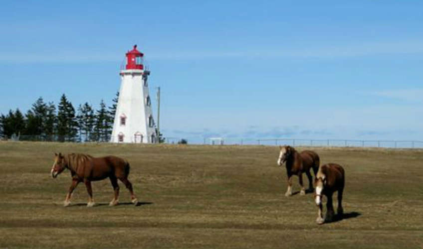 Panmure Island Lighthouse and Gift Shop