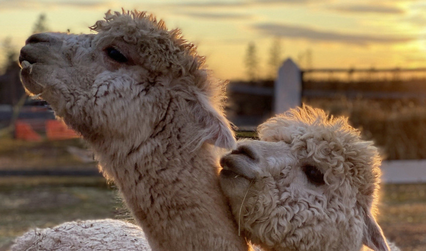 Green Gable Alpacas