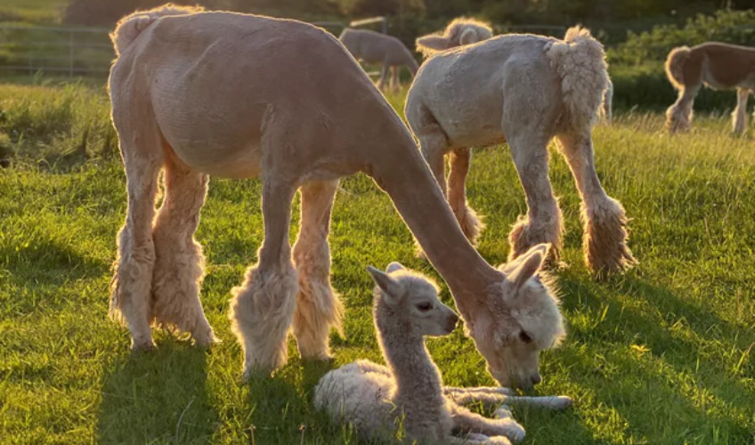 Alpaca Afternoons - June 18 Alpaca Afternoons - June 18