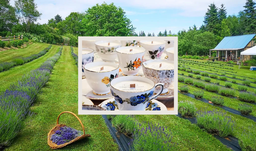 Antique Teacup Candle-Making Workshop & Lavender U-Pick Antique Teacup Candle-Making Workshop & Lavender U-Pick