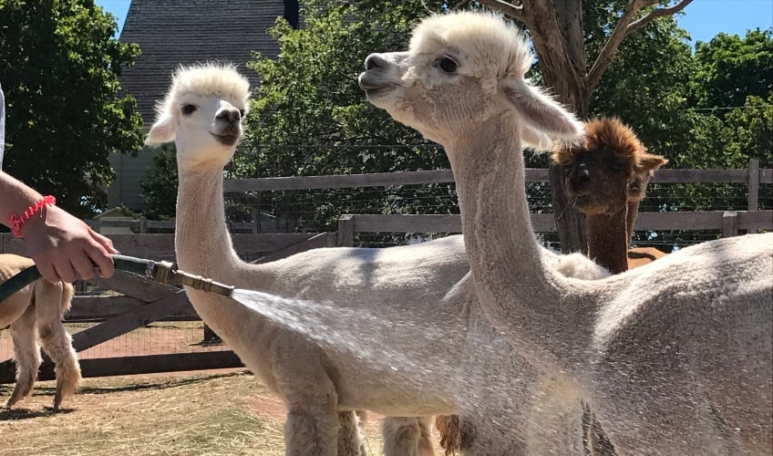 Tales of the Twist: Alpacas from Farm to Yarn
