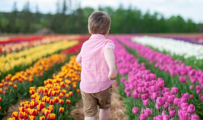 Belfast Tulips