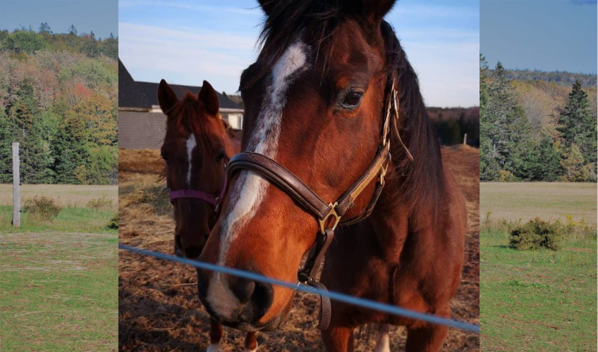 Briggy Bum Farm Equine Rescue