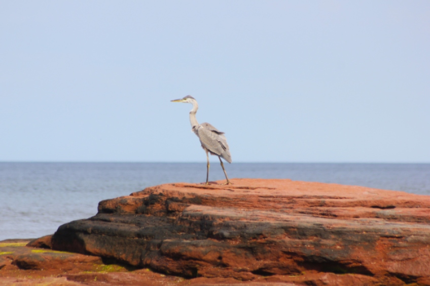 Campbell's Cove Campground