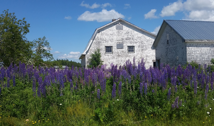 Heart Beet Organics