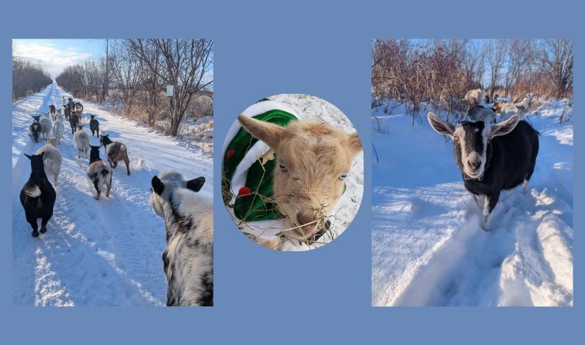 Islander (Sun)Day with Beach Goats
