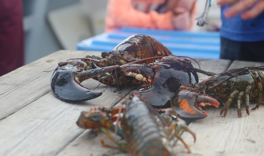 Lobster Fish and Feast