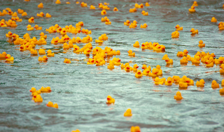 River Rubber Duck Race River Rubber Duck Race