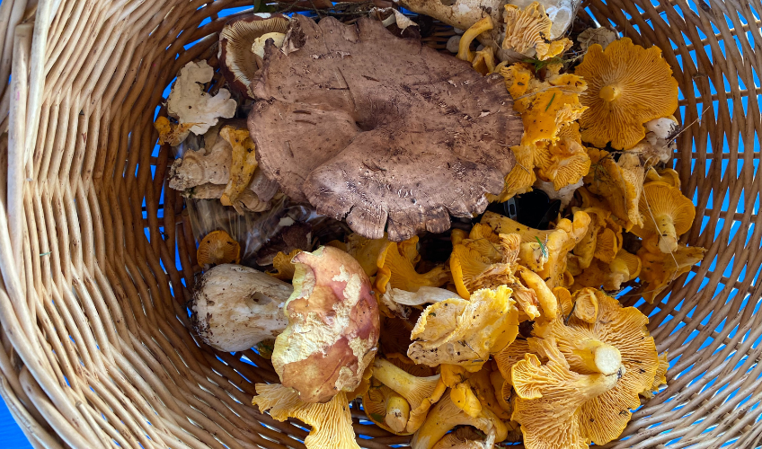 Wild Mushroom Foraging & Tasting