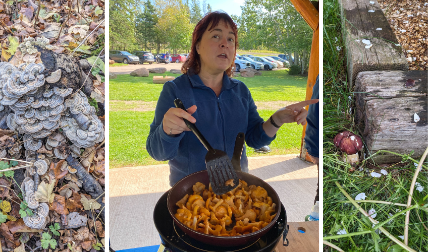 Wild Mushroom Foraging & Tasting