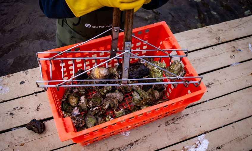 Tranquility Cove's Ice Fishing for Oysters