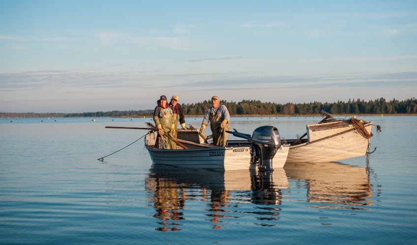 Tong & Taste: A Briny Experience