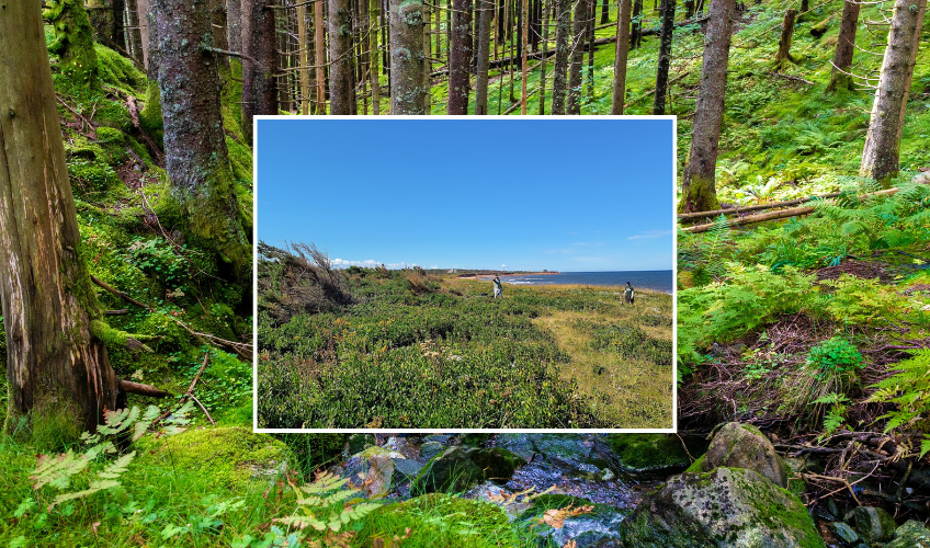 Up West Forest Fest Coastal Walk