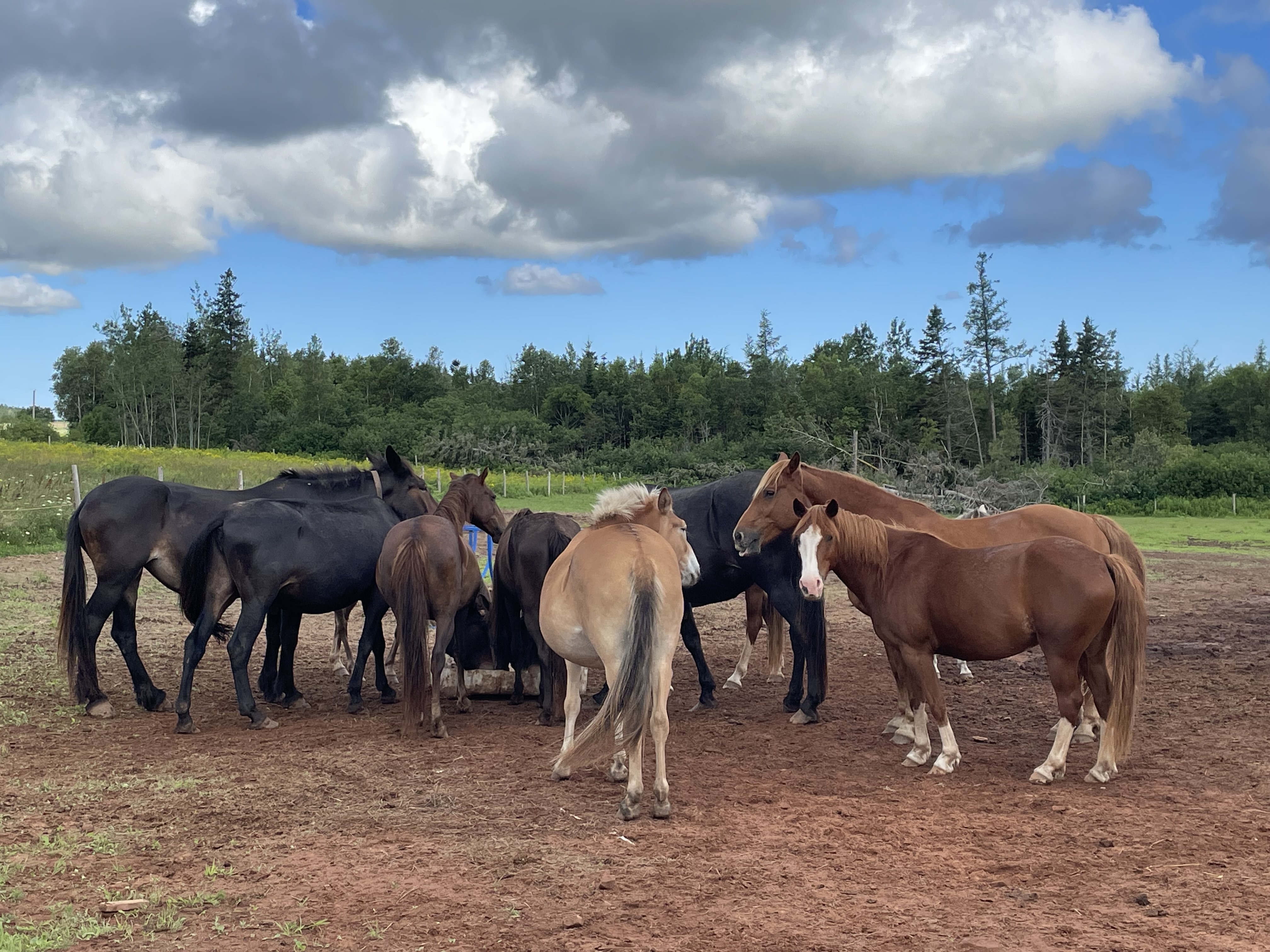 Wild Rose Sanctuary