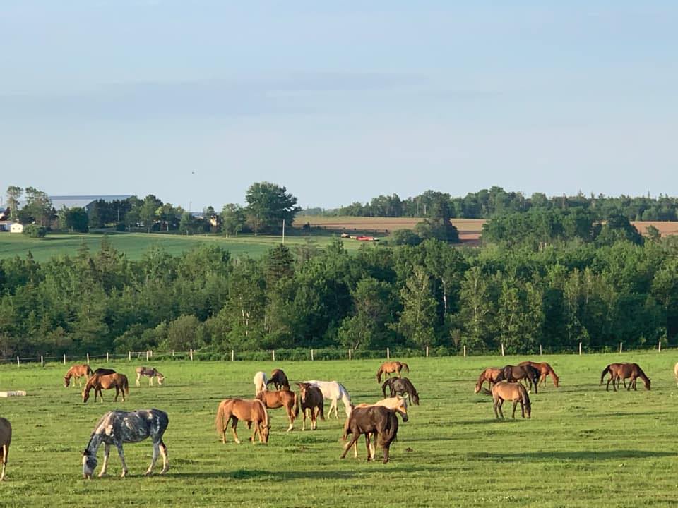 Wild Rose Sanctuary