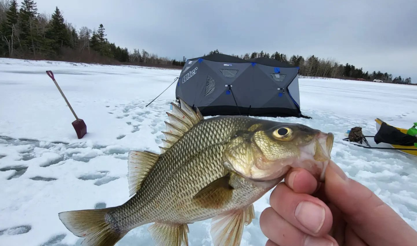 Winter Perch Fishing