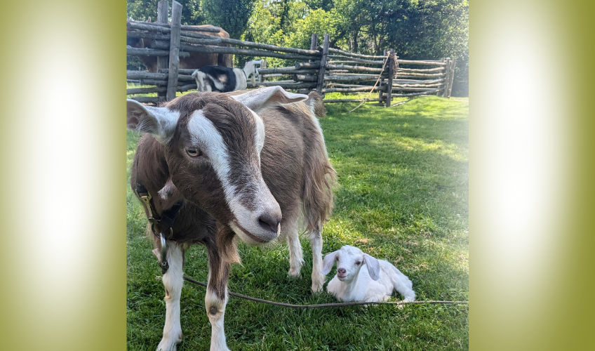 Food on the Farm: Bread and Butter
