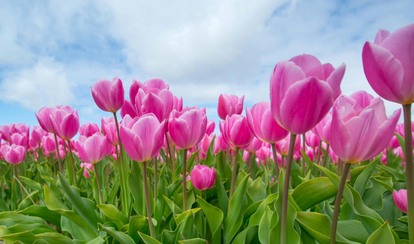 Belfast Tulips