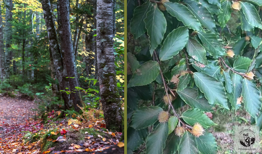 Fall Edible & Medicinal Plant Workshop - Bonshaw