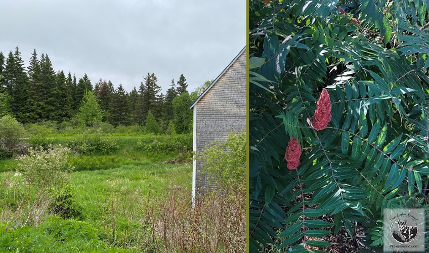 Summer Edible & Medicinal Plant Workshop - Coleman Summer Edible & Medicinal Plant Workshop - Coleman