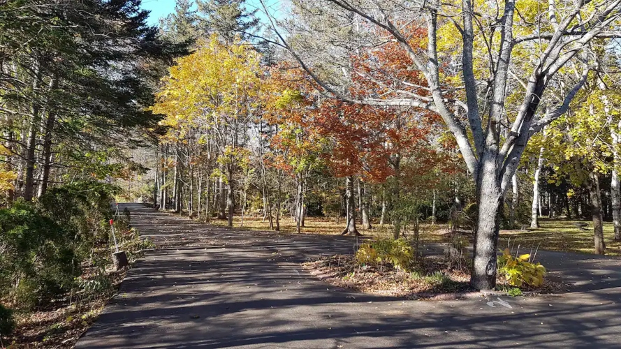 Copperwood
