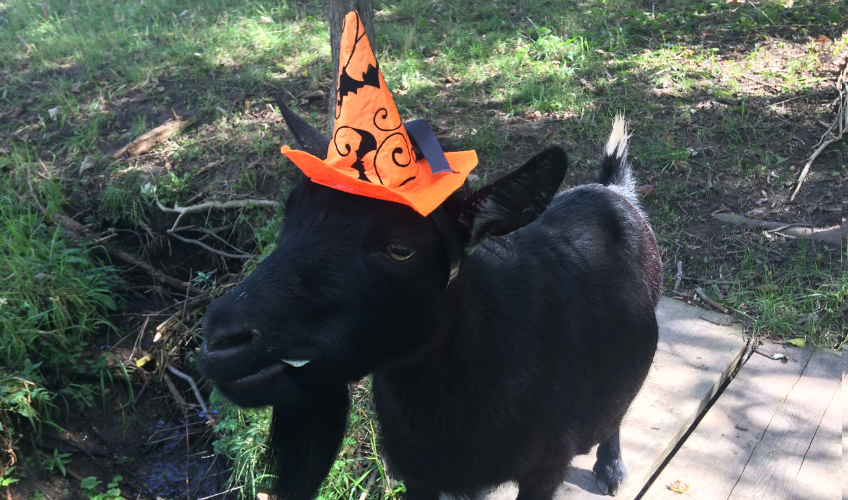 Halloween with the Goats Halloween with the Goats