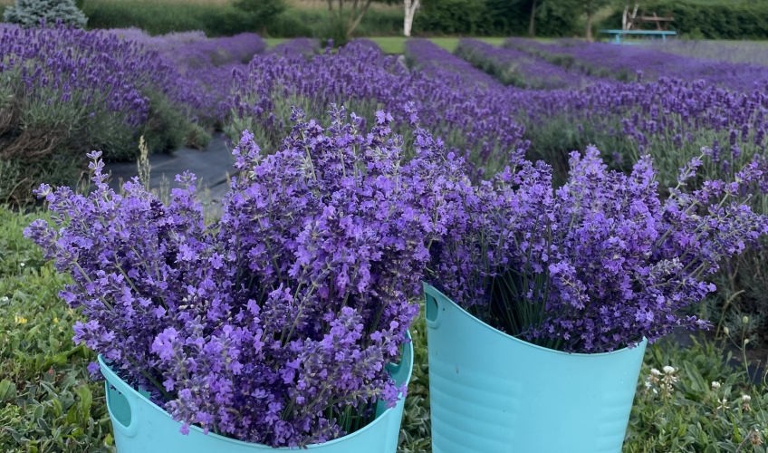 Laughing Lavender U-Pick - Week 1