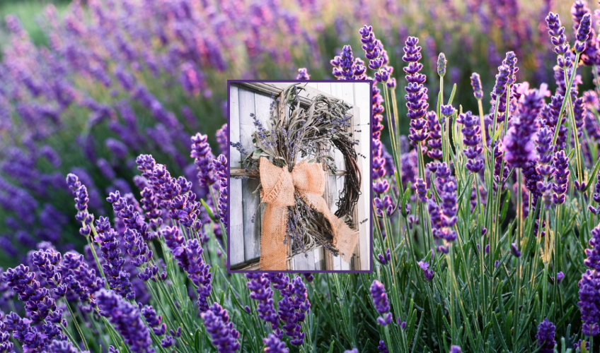 Lavender Wreath Workshop Lavender Wreath Workshop