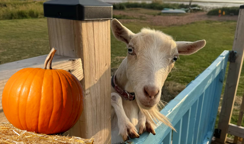 Fall for Goats - Oct 5
