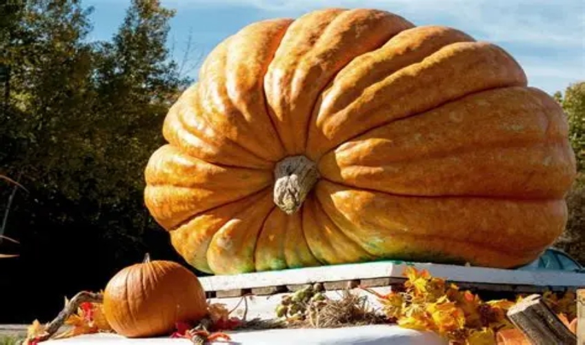 Giant Pumpkin Weigh Off