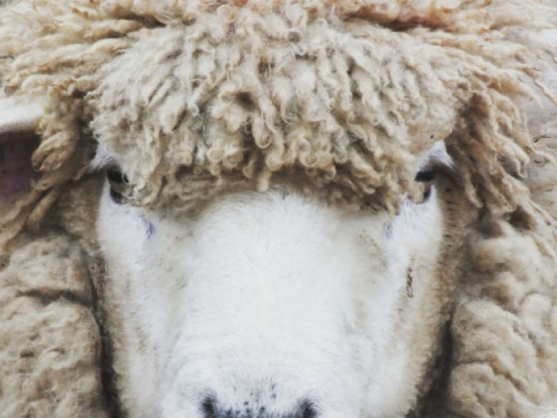 Fleece and Harmony Yarn Shop and Woolen Mill