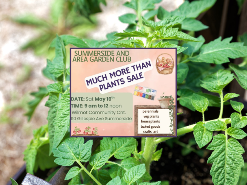 Much More Than Plants Sale