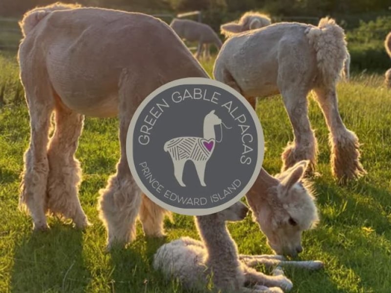 Alpaca Afternoons - August 15