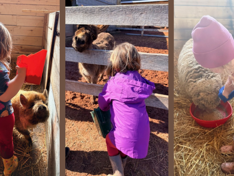 Hands & Hooves: An Animal Experience