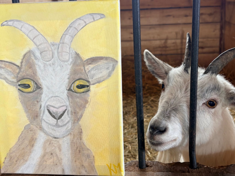 Brush Strokes & Bleats: Goat Guided Art