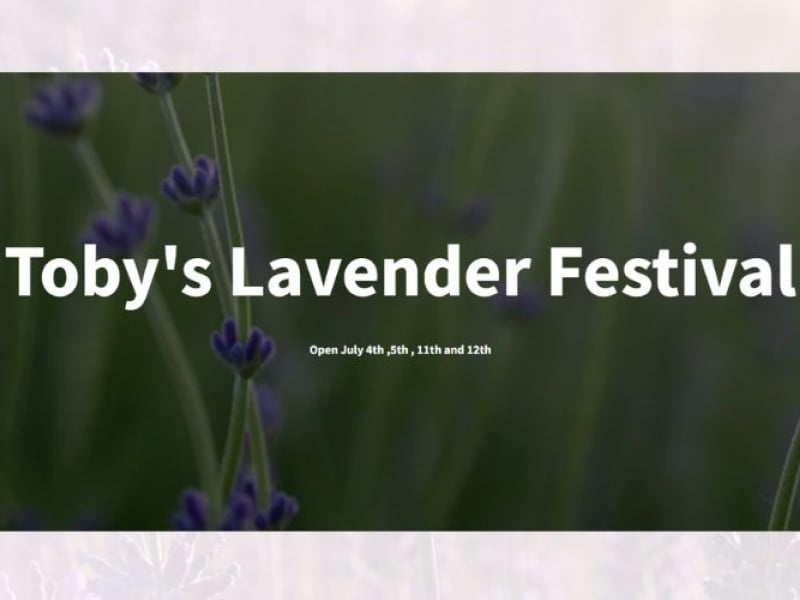 Toby's Lavender Festival