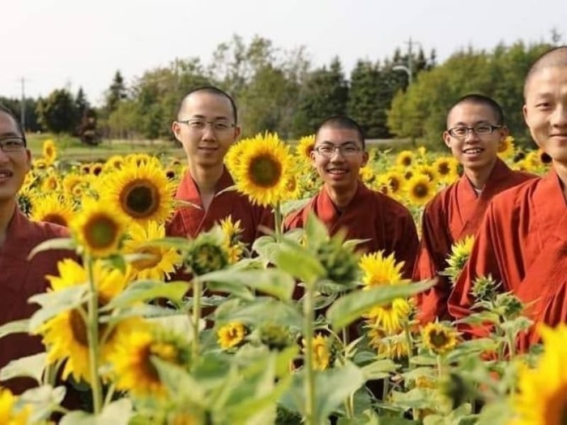 Sunflower Festival