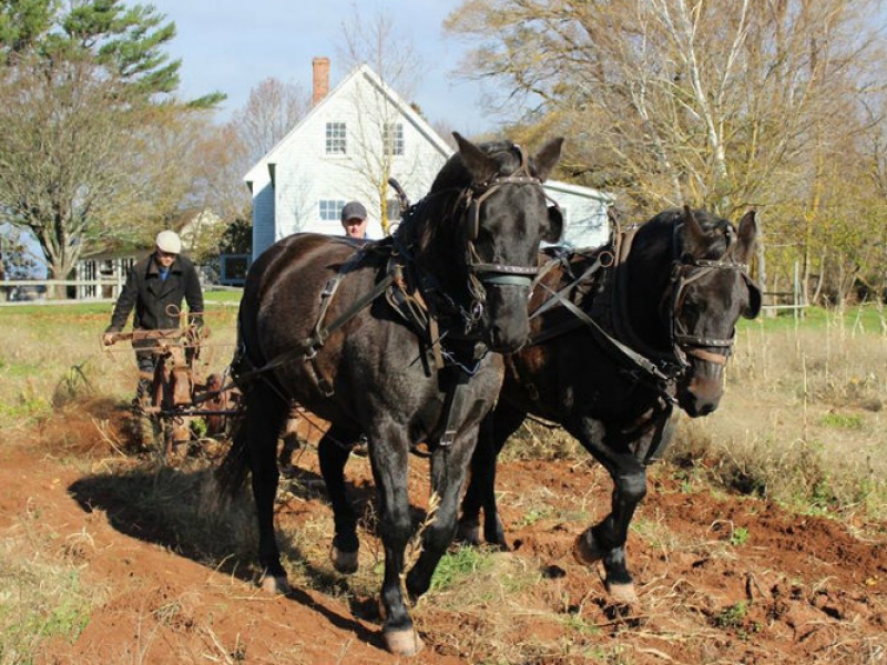 Victorian Harvest Feast